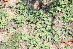 Grangea maderaspatana